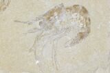 Two Cretaceous Fossil Shrimp - Lebanon #107420-3